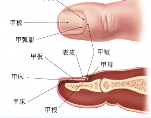 治疗灰指甲好的医院